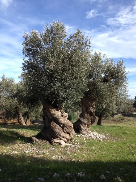 Masseria Purgatorio Fasano Zewnętrze zdjęcie